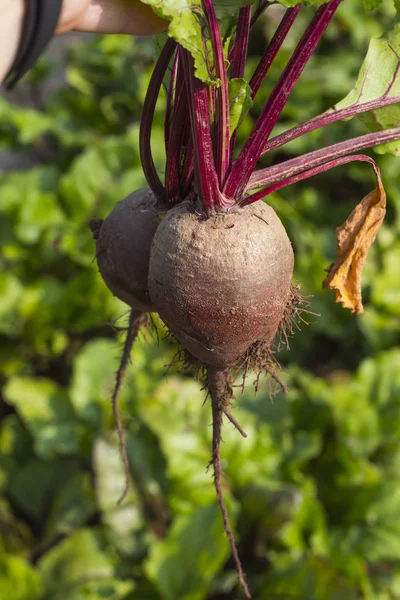 Frisch gepflückte rote Rüben in den Händen eines Mannes im Garten — Stockfoto