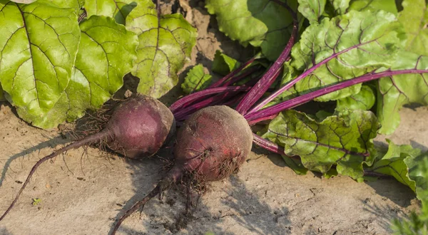 Two plucked red beets on the ground in the garden top view