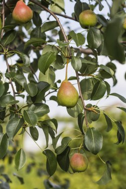 Meyve bahçesinde bir ağaç üzerinde Tatlı armut meyve