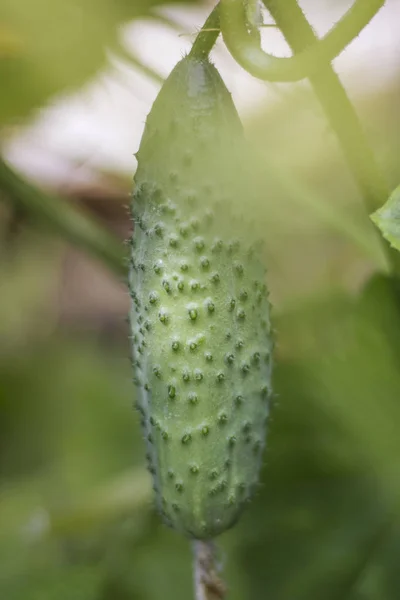 Зеленый прыщ огурец растет в саду в мягком фокусе — стоковое фото
