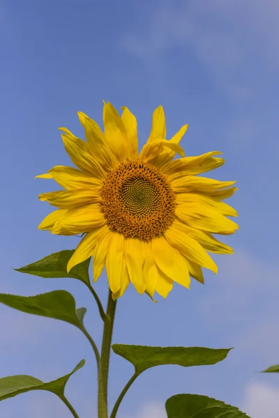 Один жовтий соняшник крупним планом на тлі блакитного сонячного неба — стокове фото