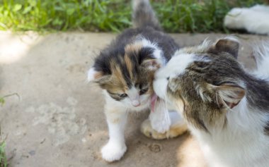 kedi anne sevgiyle alan bir kopyası ile onu kedi yavrusu yalıyor