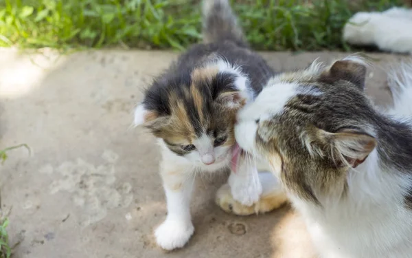 Gatto madre amorevolmente lecca il suo gattino con una copia di spazio — Foto Stock