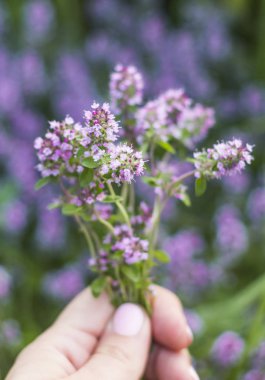 bir kadının elinde kekik taze çiçekler , yumuşak odak atış