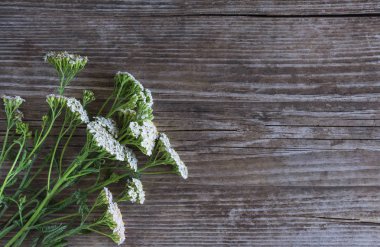 eski ahşap arka plan üzerinde taze çim yarrow