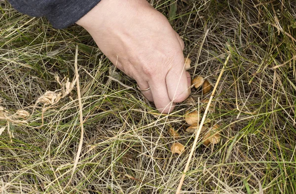 Женщина с маленькими съедобными грибами, растущими в траве — стоковое фото