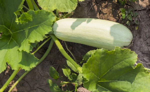 Vit stor zucchini växer i hem trädgården — Stockfoto