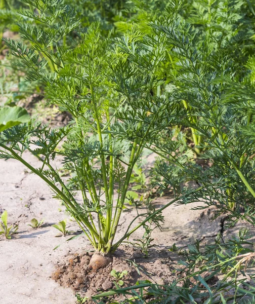 tasty carrots growing in the garden in Sunny weather