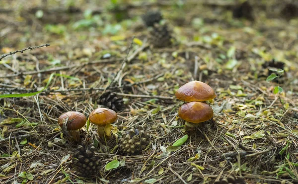 Muchos hongos que crecen en el bosque de coníferas — Foto de Stock