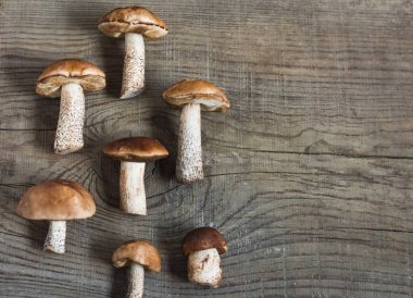 Yerin bir kopyası ile kesme Tahtası üzerinde yatan yenilebilir beyaz mantarlar