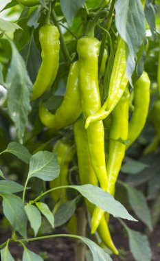 ev bahçesinde macar tatlı biber büyüyen