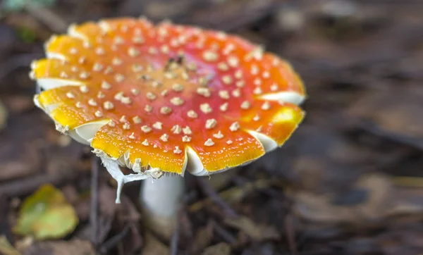 Красный гриб летит агариком в осеннем лесу — стоковое фото