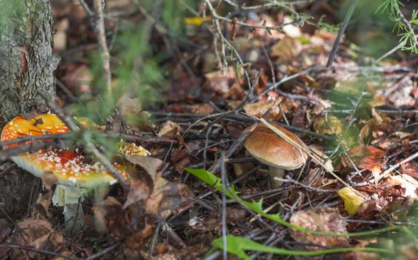 Hongo venenoso boletus comestible crecen cerca en el bosque —  Fotos de Stock