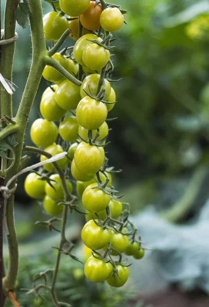 정원 클로즈업에서 성장하는 녹색 체리 토마토의 무리 — 스톡 사진