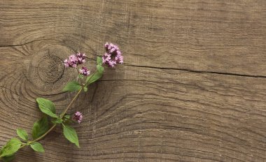 kopya alanı ile taze çim kekik ile ahşap arka plan