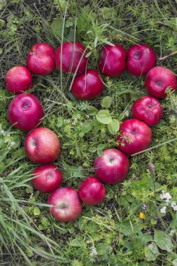 kırmızı sulu elma yeşil çim üzerinde bir kalp şeklinde ortaya konur