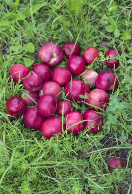 kırmızı olgun elma bahçede bir yığın toplanır