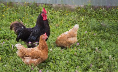 güzel siyah horoz yeşil bir çim üzerinde iki kırmızı tavuk ile yürür