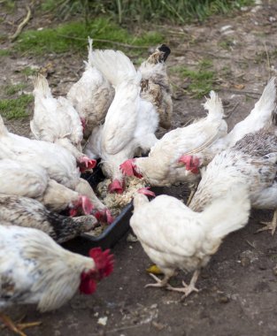 kırsal bir mini çiftlikte tavuk ve horoz besleme