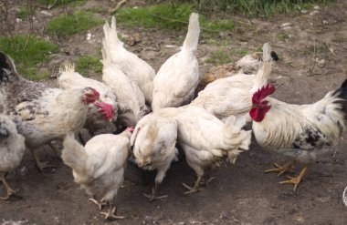 tavuk kümesi bahçesinde kümes hayvanları besleme