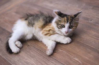 mutlu yalanlar ile renkli kedi yavrusu ve bir dinlenme var