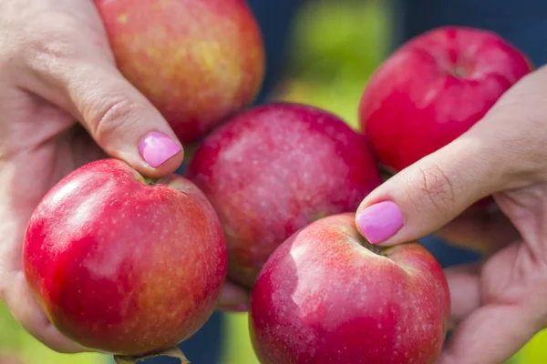five beautiful juicy red apples in the hands of a woman in the garden a rich harvest