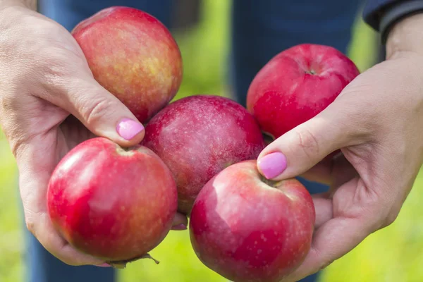 five beautiful juicy red apples in the hands of a woman in the garden