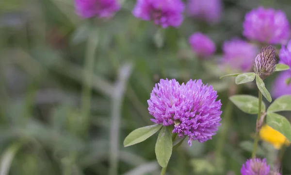 Natur bakgrund Medicinal gräs Rödklöver med kopia utrymme — Stockfoto