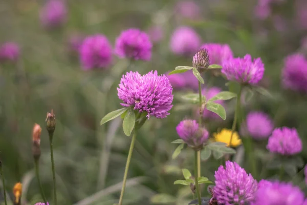 Hierba medicinal trébol rojo creciendo en la naturaleza — Foto de Stock