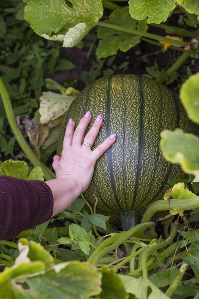 Donna mostra ciò che una grande zucca verde cresce in giardino — Foto Stock