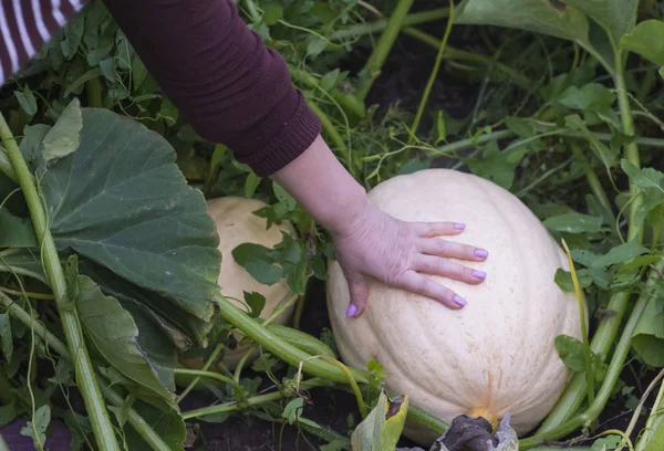 Donna mostra ciò che una grande zucca è cresciuto nel suo giardino — Foto Stock