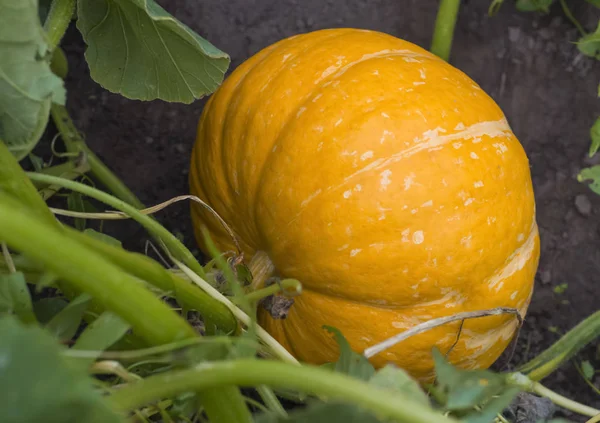 Une énorme citrouille jaune poussait dans le jardin — Photo