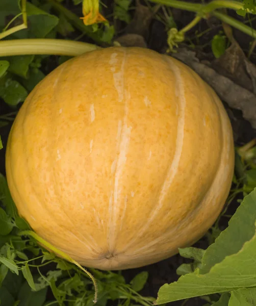 Grande citrouille jaune poussant dans le jardin gros plan — Photo