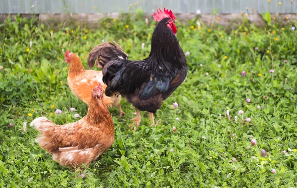 Pomarańczowy dorosły kura z czarnym koguta i kurczaka chodzenie na zielonej trawie — Zdjęcie stockowe