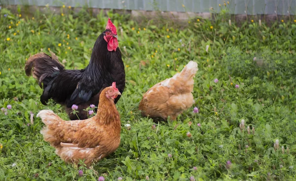 美しい黒いコックは緑の芝生の上に2匹の赤い鶏と歩きます — ストック写真