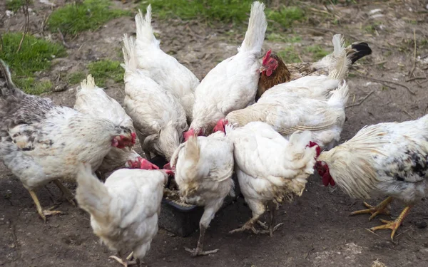 kümes bahçesinde tavuk ve horoz besleme