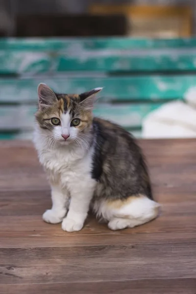 Um gatinho colorido olha para a câmera em uma mesa no jardim — Fotografia de Stock