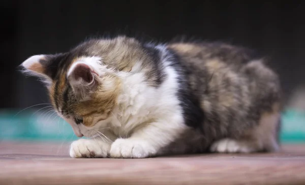 Gatinho colorido mente e não olha para a câmera, close-up — Fotografia de Stock