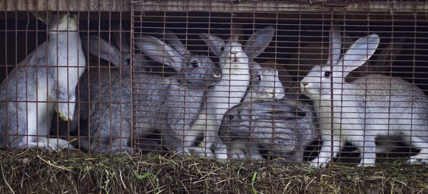 Familie van grijze konijnen op de boerderij zittend in een kooi wachten op voedsel — Stockfoto