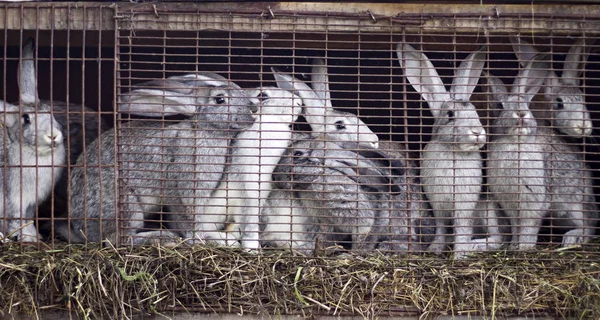 Family of gray rabbits on the farm sitting in a cage — Stock Photo, Image