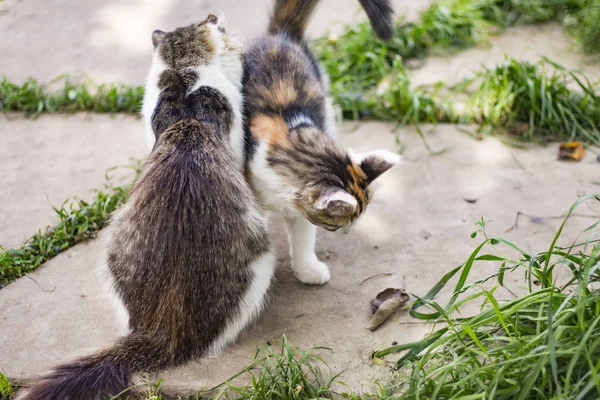 Gato e gatinho brincando no jardim — Fotografia de Stock