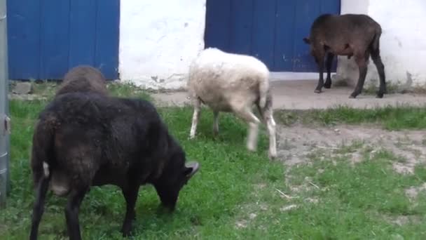 Sheep Stand Gate Demanding Let Them — Stock Video