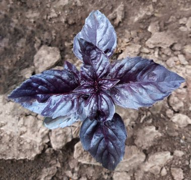 Bordo Fesleğen bahçe üst görünümünde büyüyor