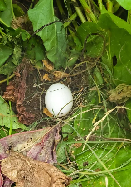 Белое куриное яйцо, найденное на земле под Бушем — стоковое фото