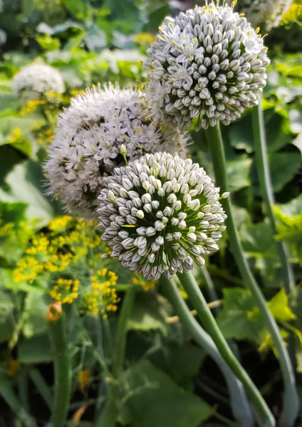 Необычное цветение обычного лука в саду — стоковое фото