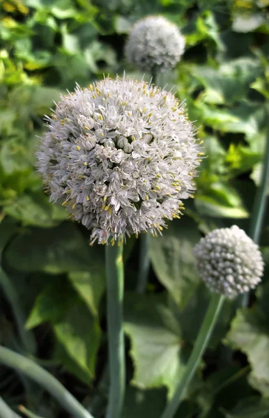Inflorescence, floraison inhabituelle tir à l'arc régulier dans le jardin — Photo