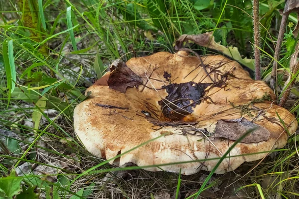 Hongos tóxicos no comestibles que crecen en el bosque — Foto de Stock