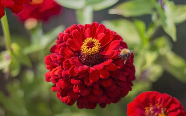 Rode Zinnia bloem bloeien in de tuin — Stockfoto