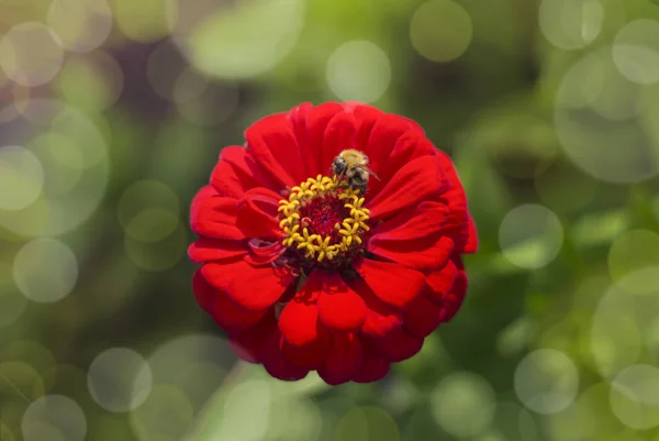 Een rode tsinia bloem bloeit in de tuin met een hommel verzamelen nectar — Stockfoto