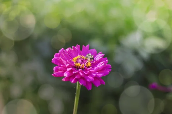 Roze Zinnias bloem bloeien in tuin hommel verzamelen nectar — Stockfoto